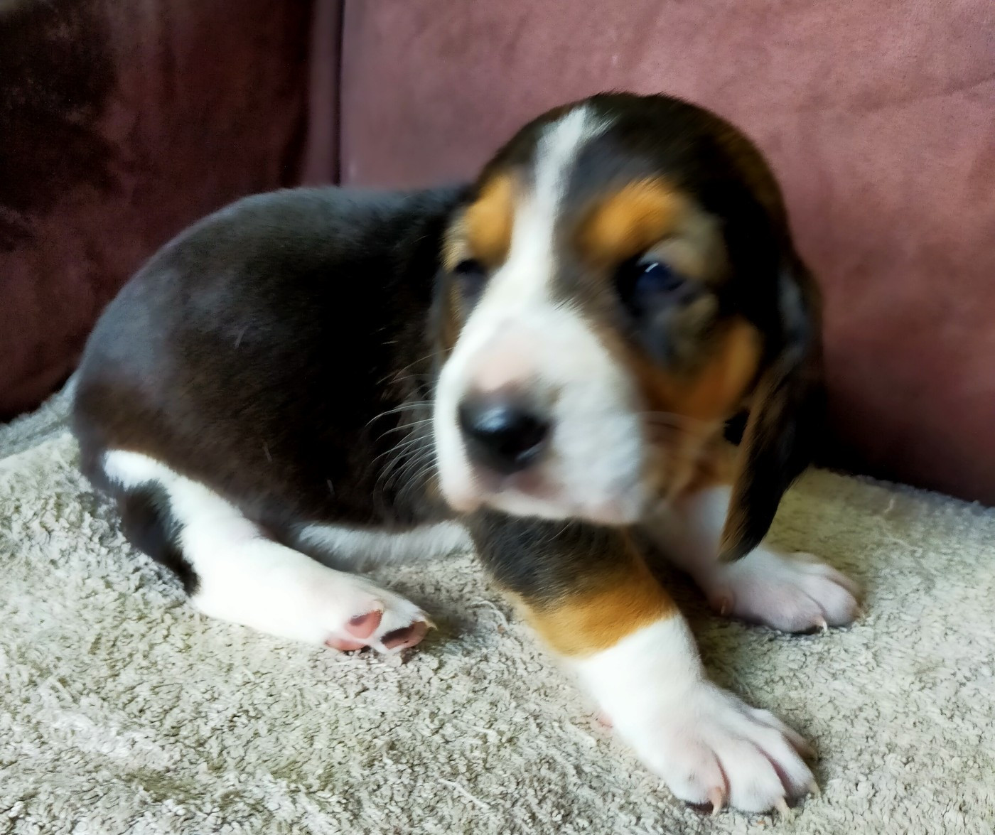 Des terres du doux lieu - Chiots disponibles - Basset Artesien Normand
