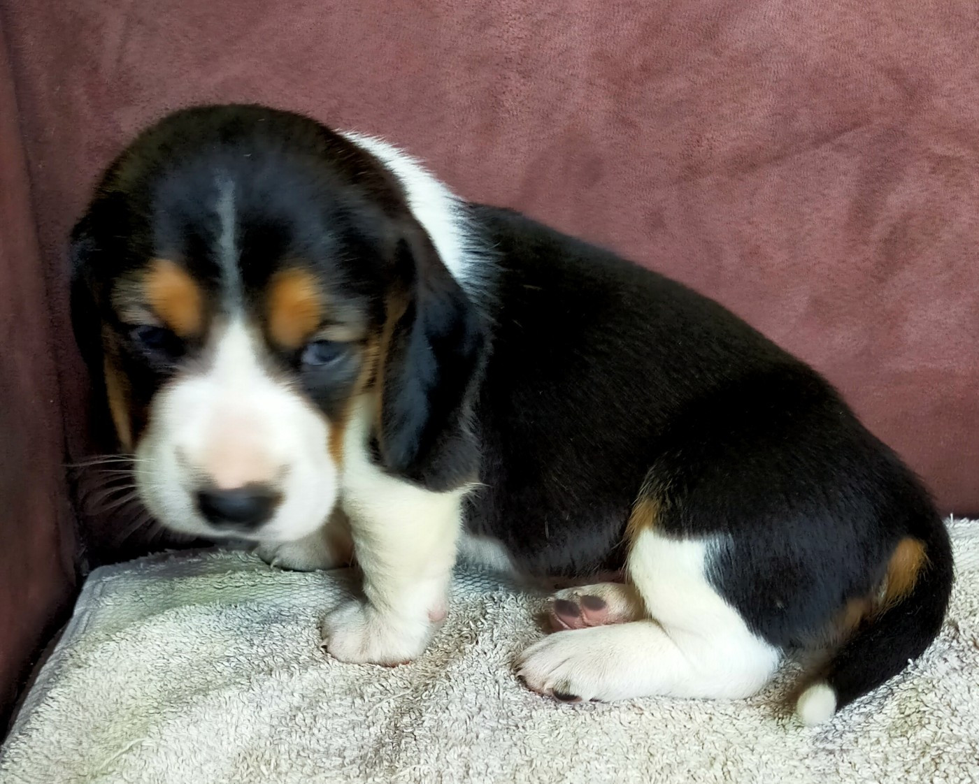 Des terres du doux lieu - Chiots disponibles - Basset Artesien Normand