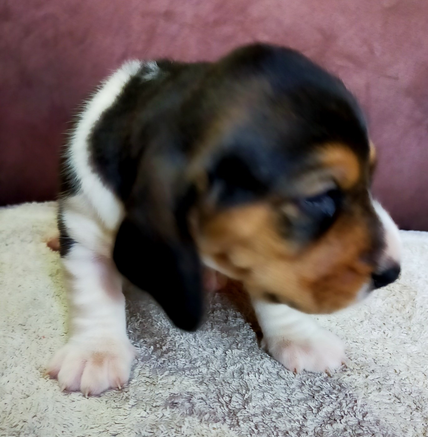 Des terres du doux lieu - Chiots disponibles - Basset Artesien Normand