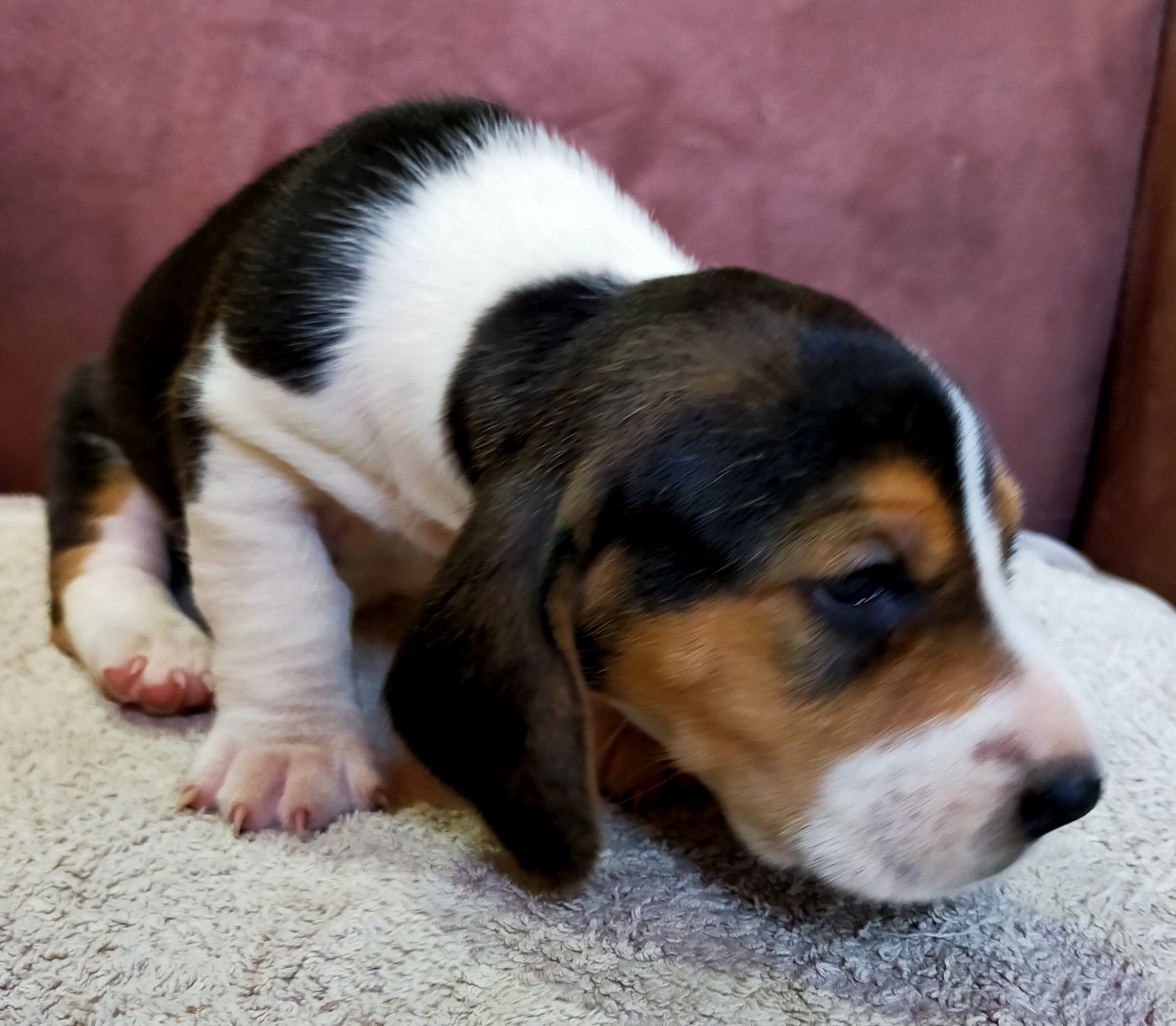Des terres du doux lieu - Chiots disponibles - Basset Artesien Normand