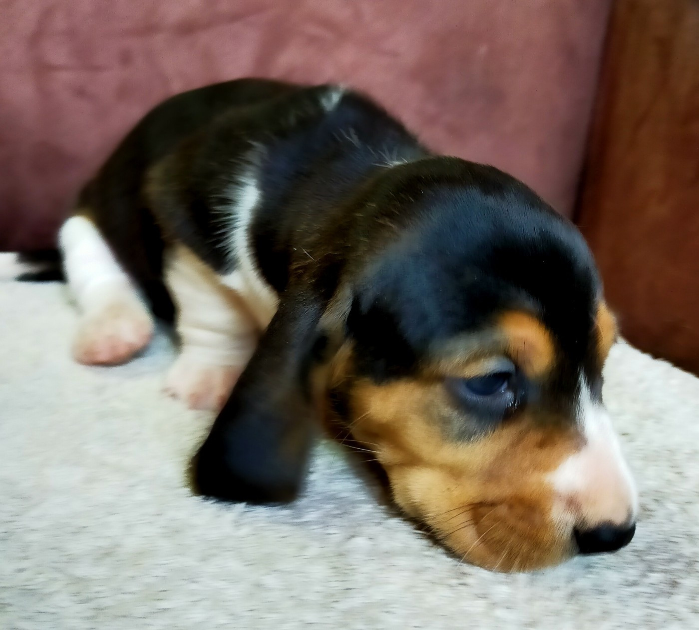 Des terres du doux lieu - Chiots disponibles - Basset Artesien Normand