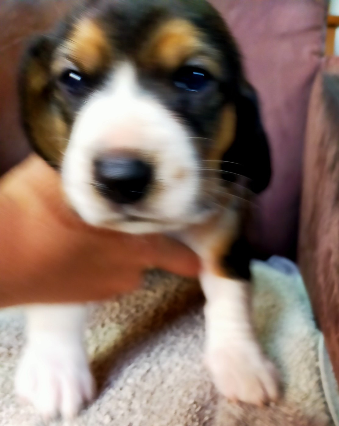 Des terres du doux lieu - Chiots disponibles - Basset Artesien Normand