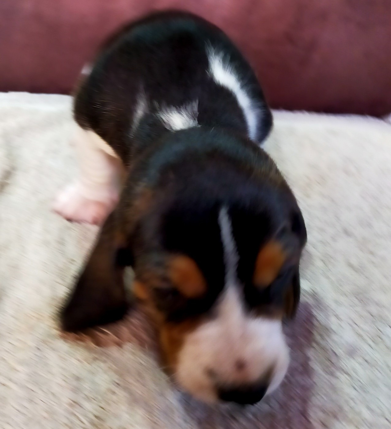 Des terres du doux lieu - Chiots disponibles - Basset Artesien Normand
