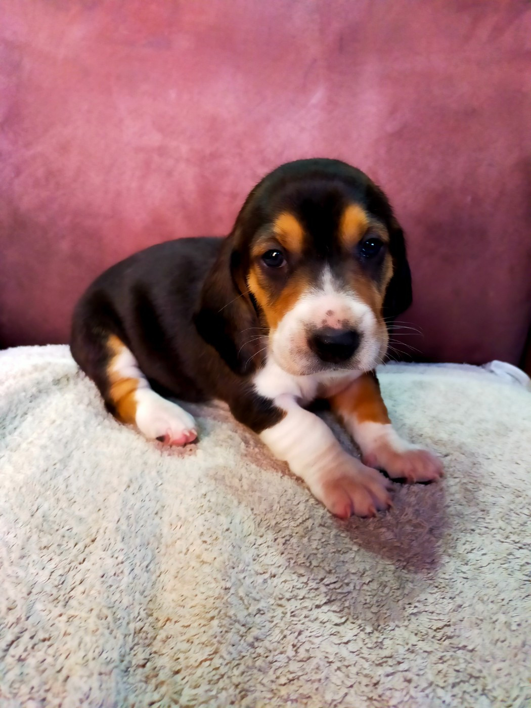 Des terres du doux lieu - Chiots disponibles - Basset Artesien Normand