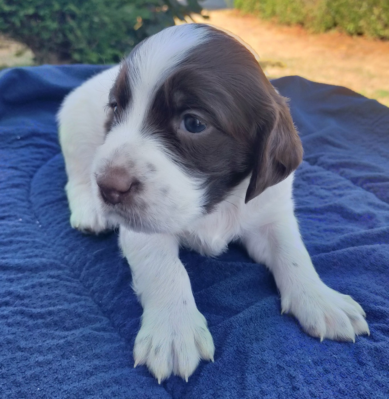 Des terres du doux lieu - Chiots disponibles - Epagneul Français