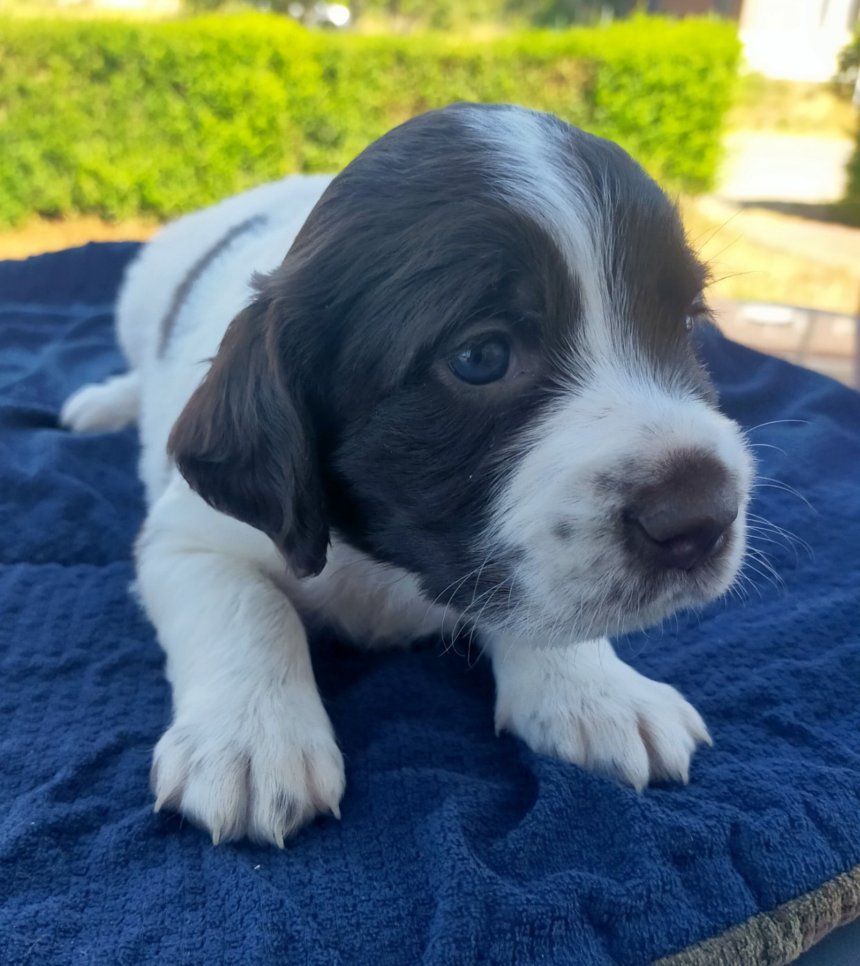Des terres du doux lieu - Chiots disponibles - Epagneul Français