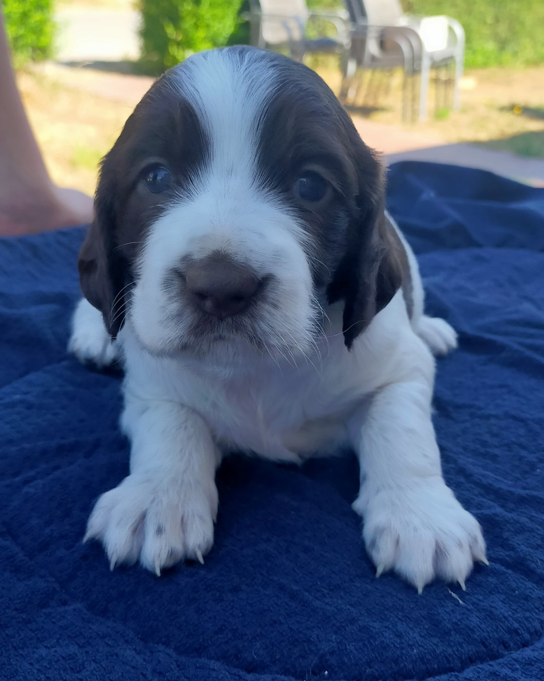Des terres du doux lieu - Chiots disponibles - Epagneul Français