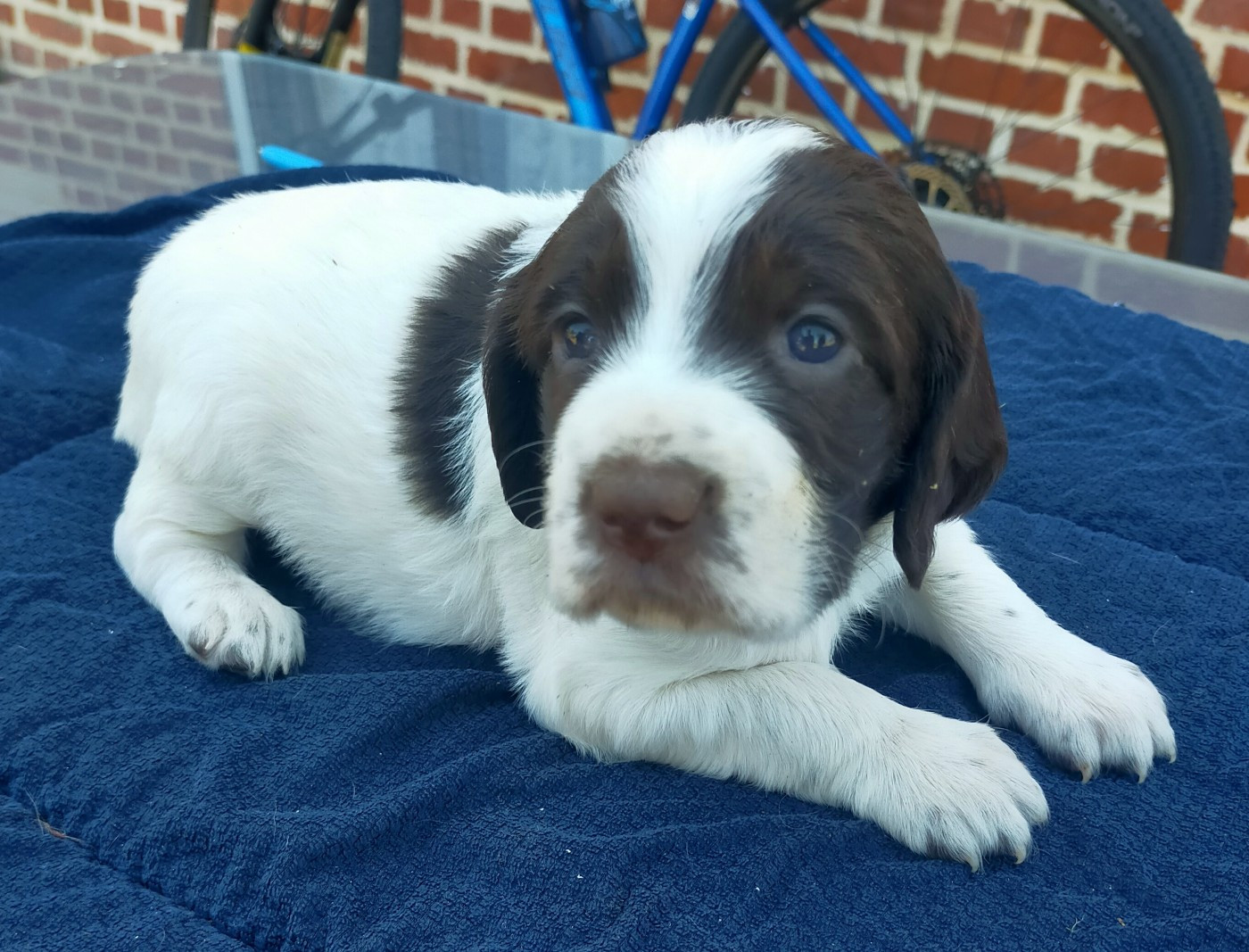 Des terres du doux lieu - Chiots disponibles - Epagneul Français