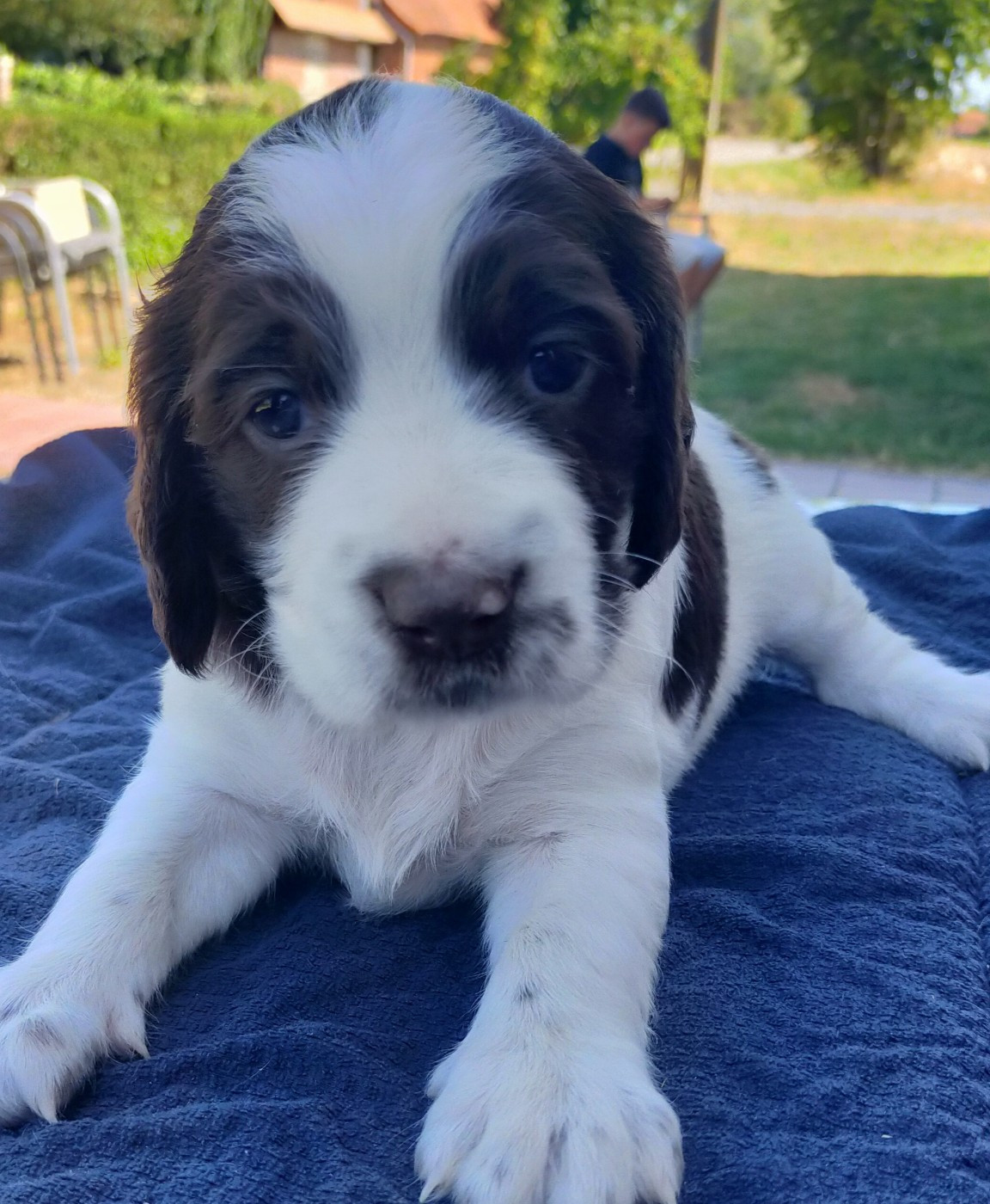 Des terres du doux lieu - Chiots disponibles - Epagneul Français