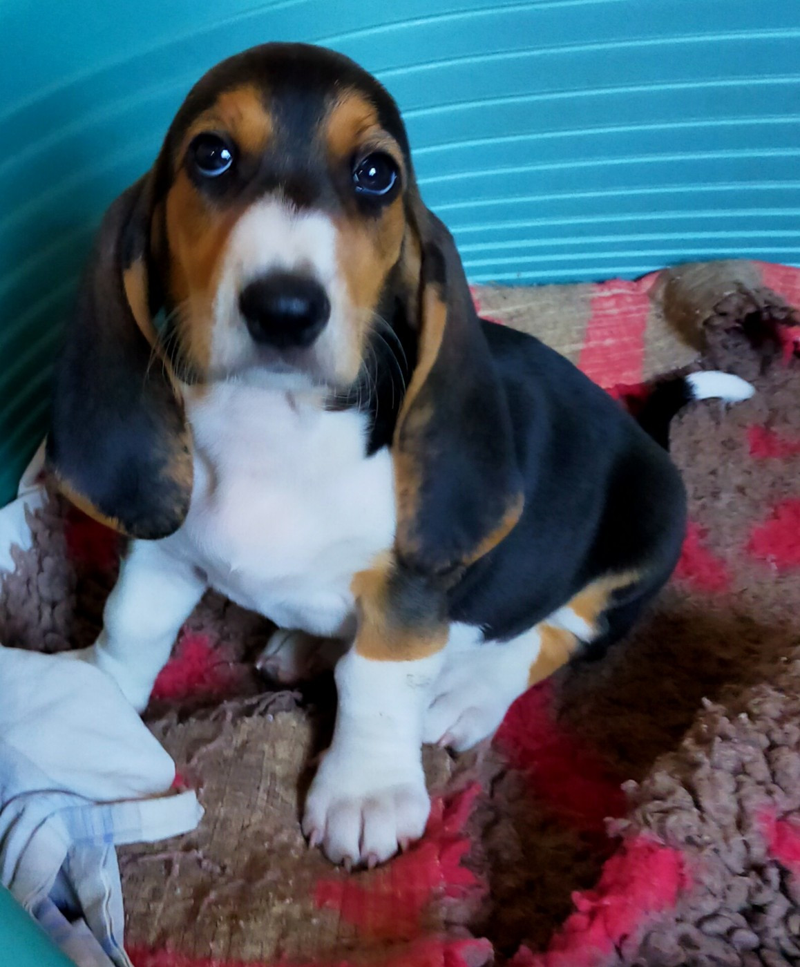 Des terres du doux lieu - Chiots disponibles - Basset Artesien Normand
