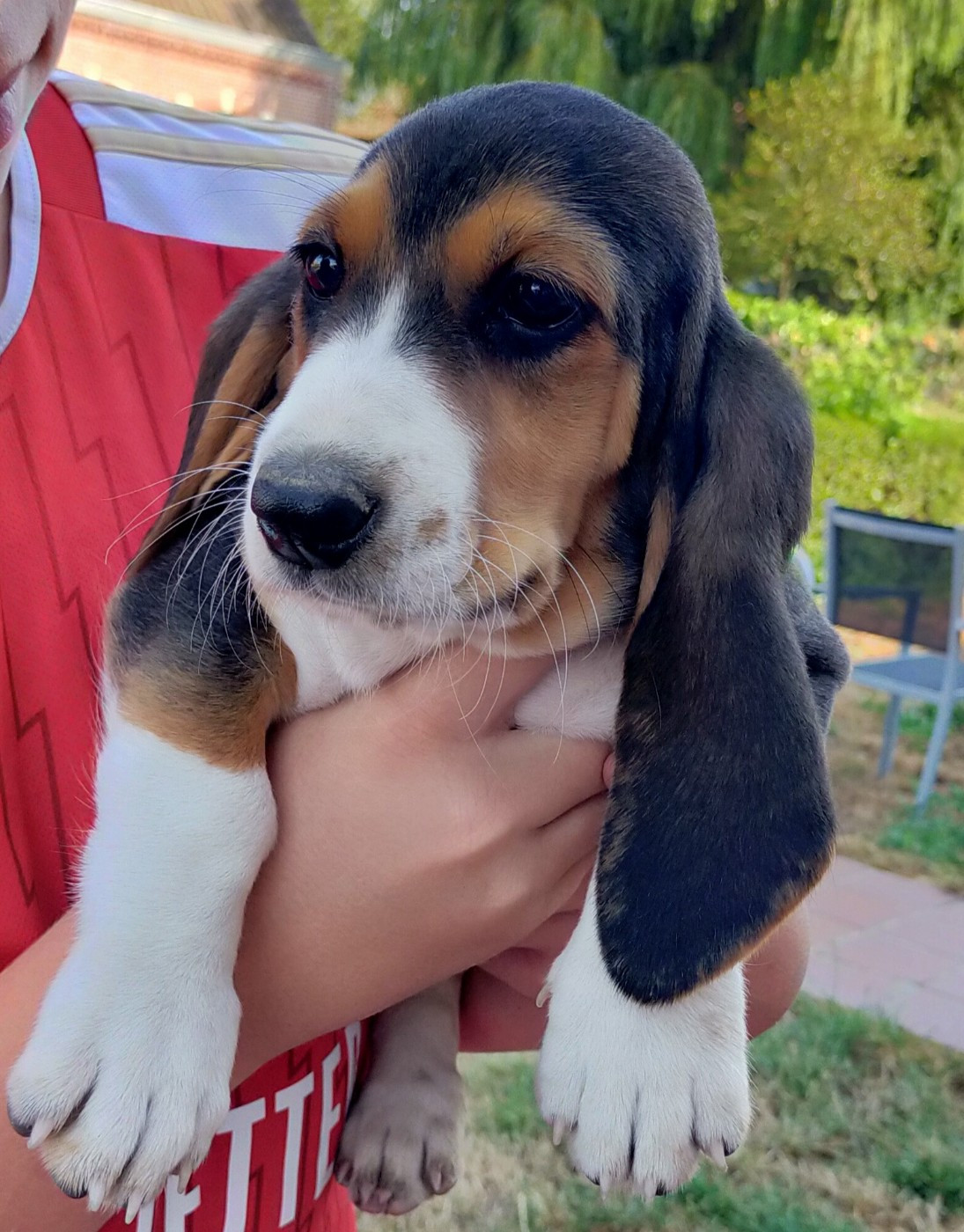 Des terres du doux lieu - Chiots disponibles - Basset Artesien Normand