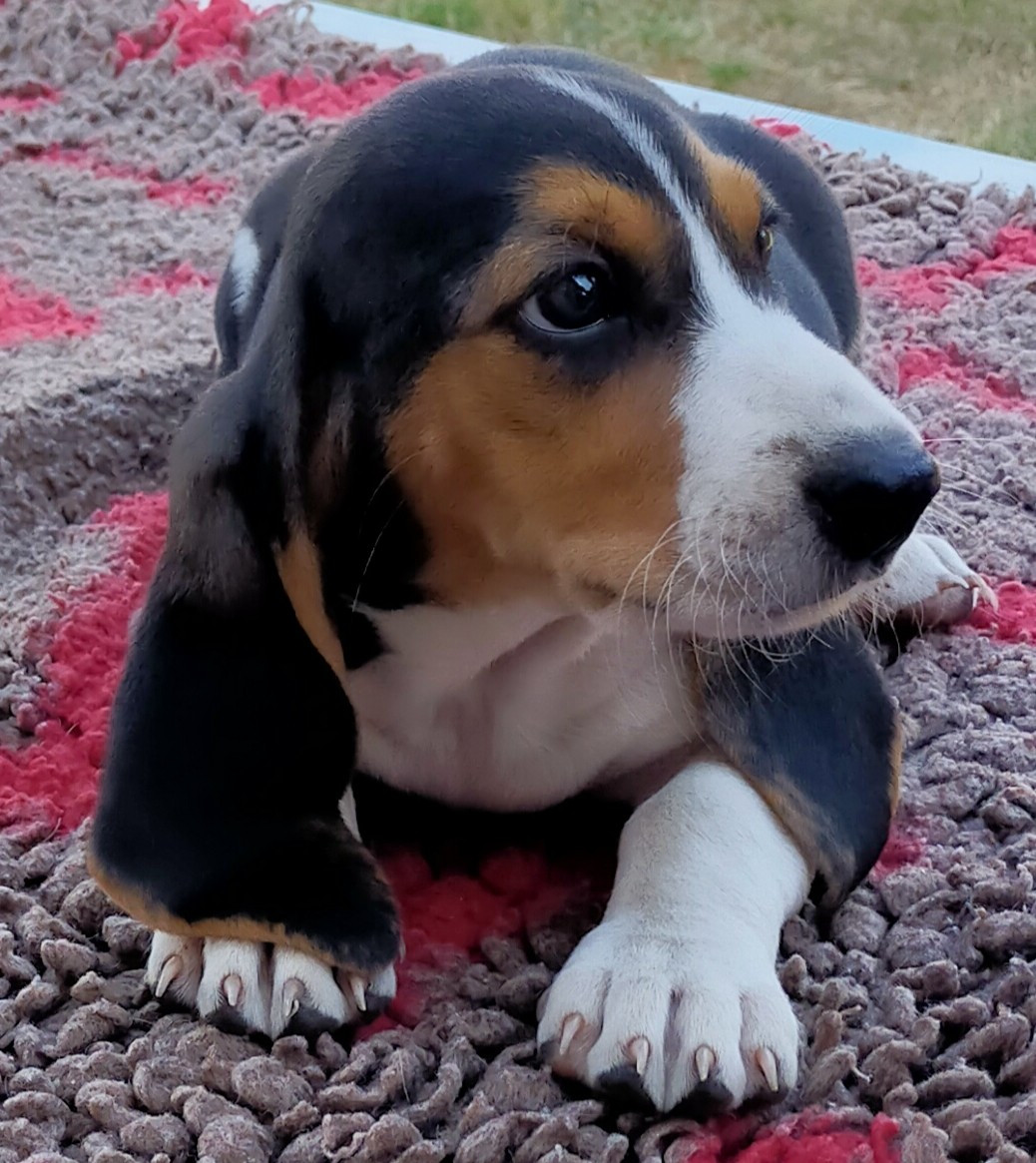 Des terres du doux lieu - Chiots disponibles - Basset Artesien Normand