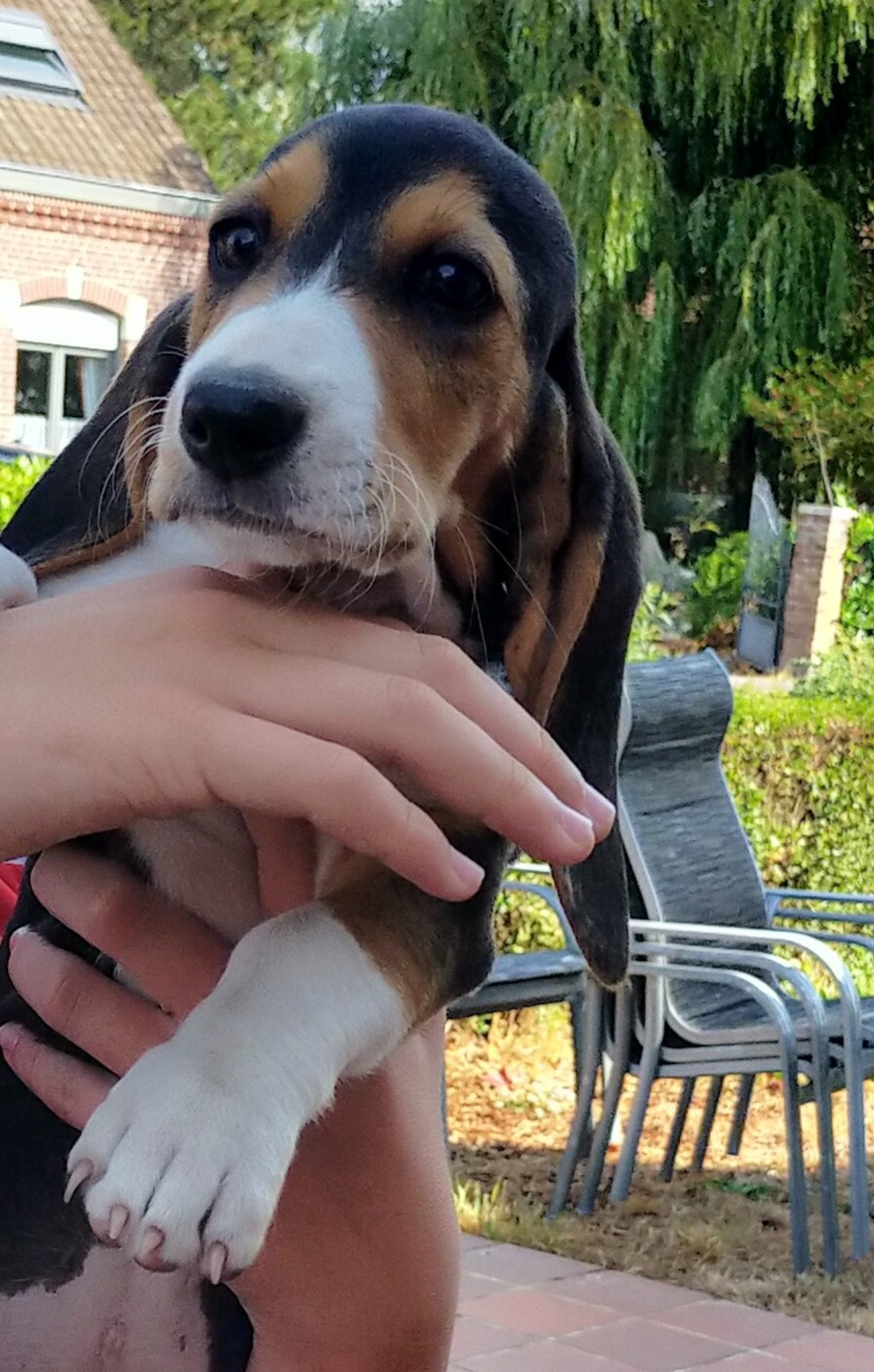 Des terres du doux lieu - Chiots disponibles - Basset Artesien Normand