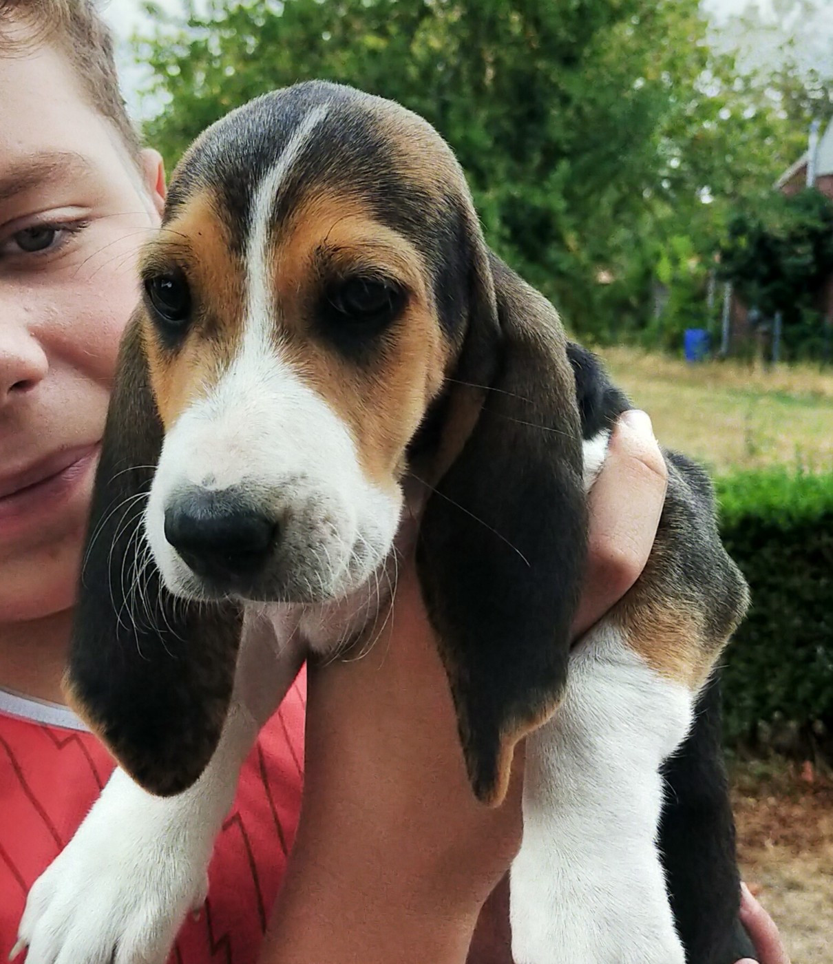 Des terres du doux lieu - Chiots disponibles - Basset Artesien Normand