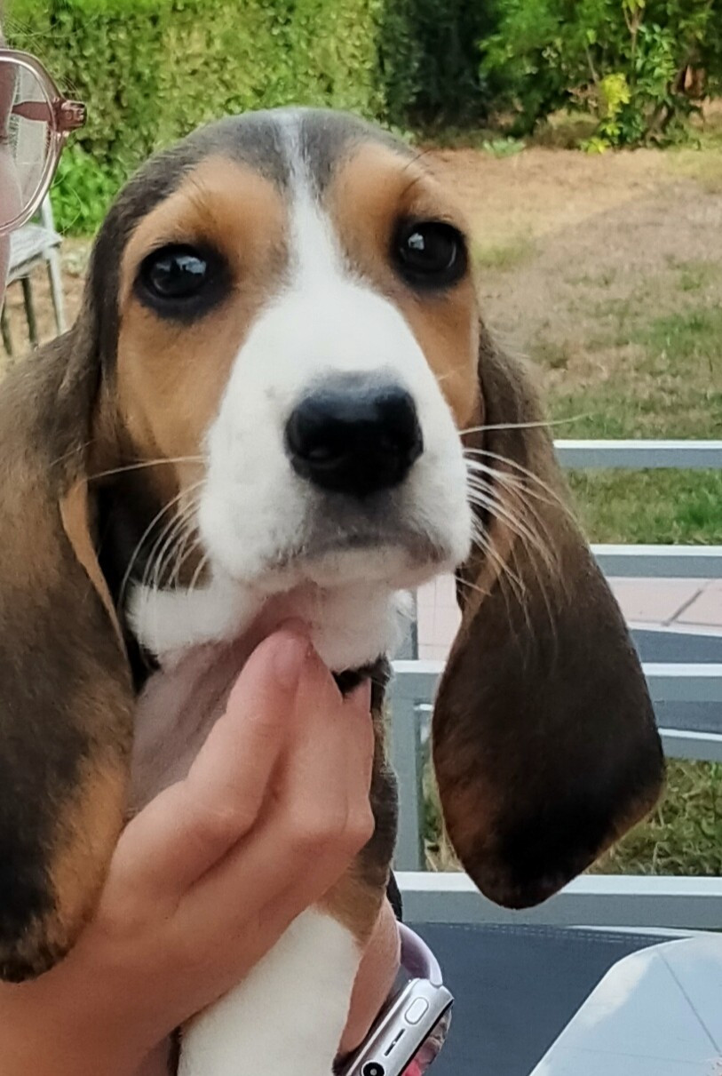 Des terres du doux lieu - Chiots disponibles - Basset Artesien Normand