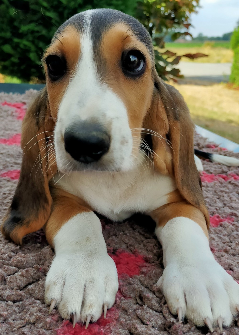 Des terres du doux lieu - Chiots disponibles - Basset Artesien Normand