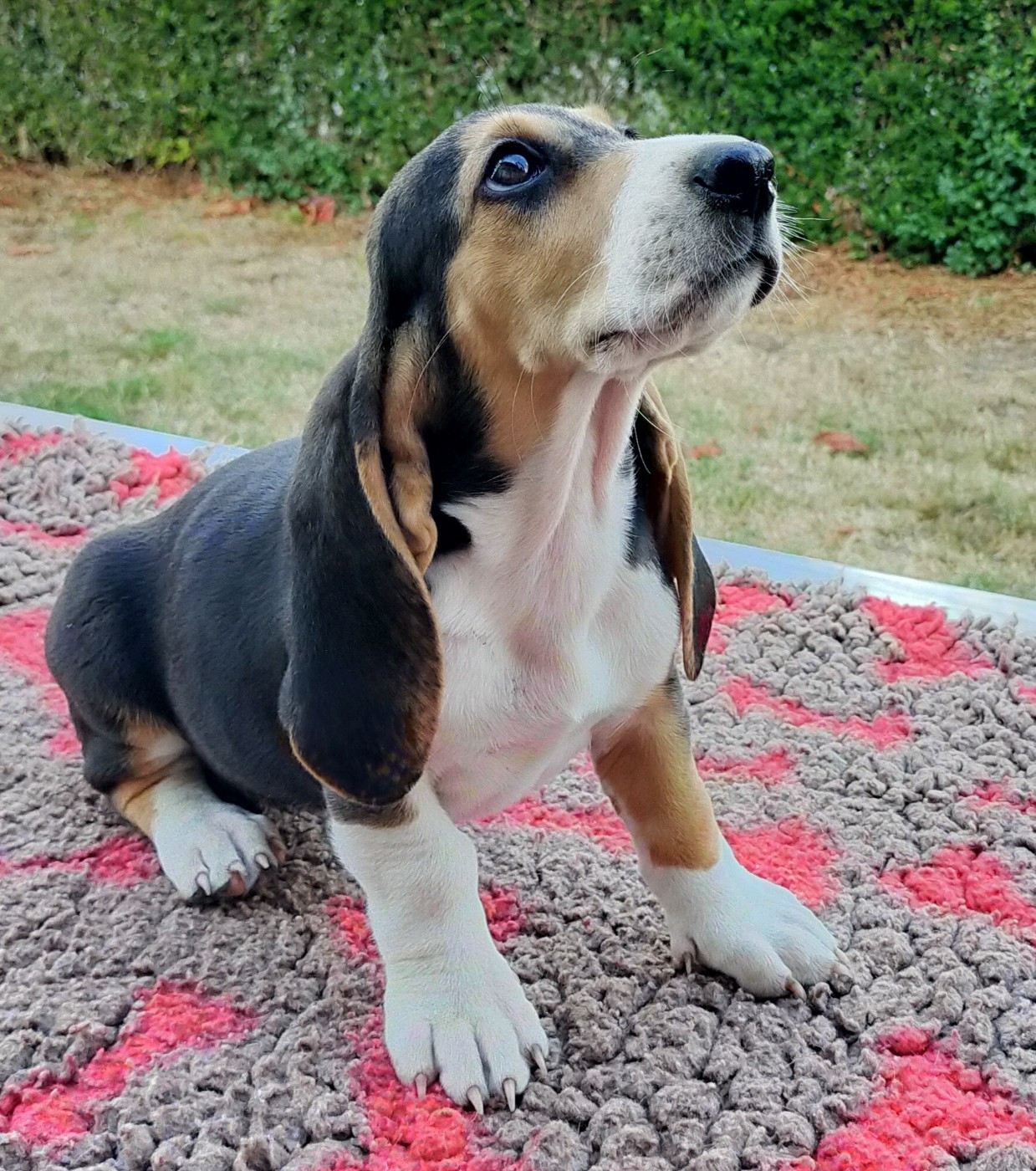 Des terres du doux lieu - Chiots disponibles - Basset Artesien Normand