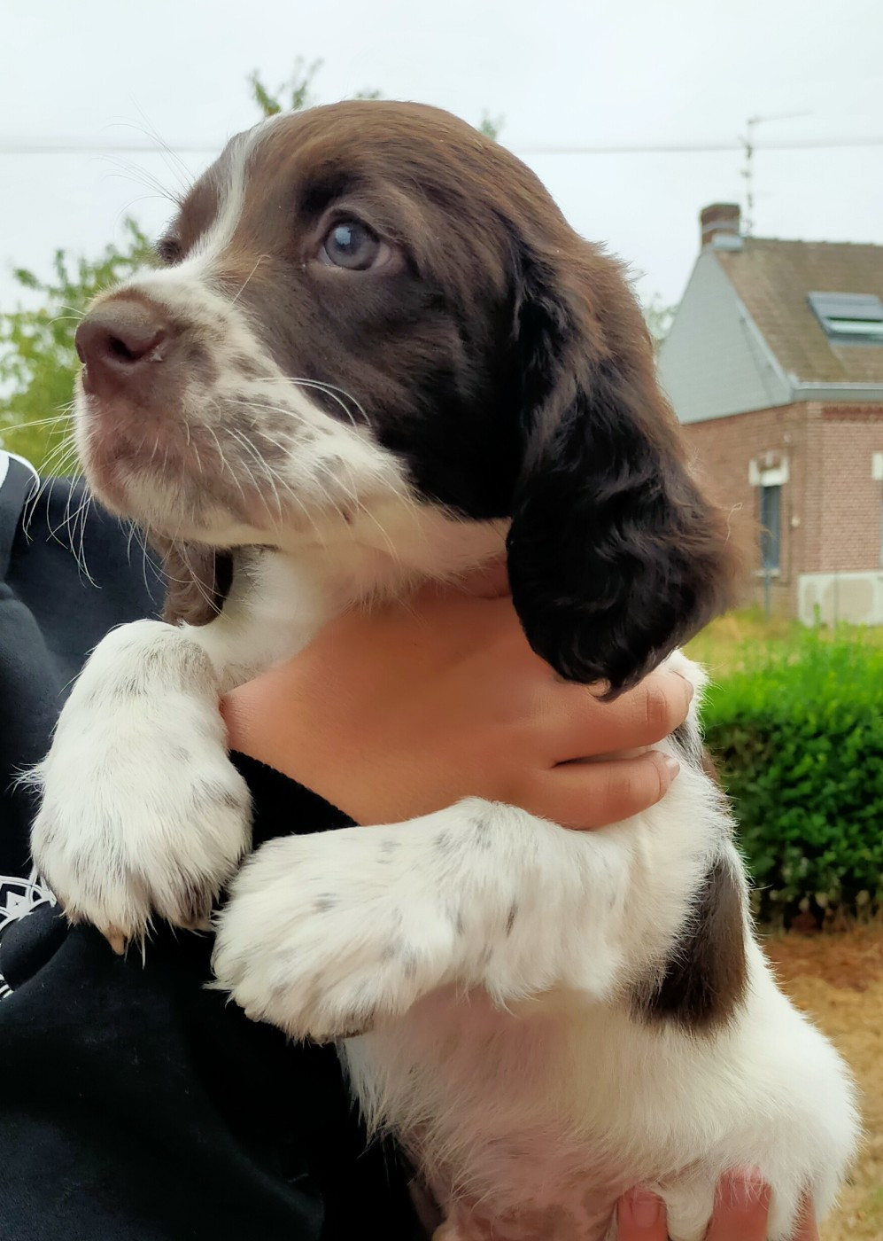 Des terres du doux lieu - Chiots disponibles - Epagneul Français