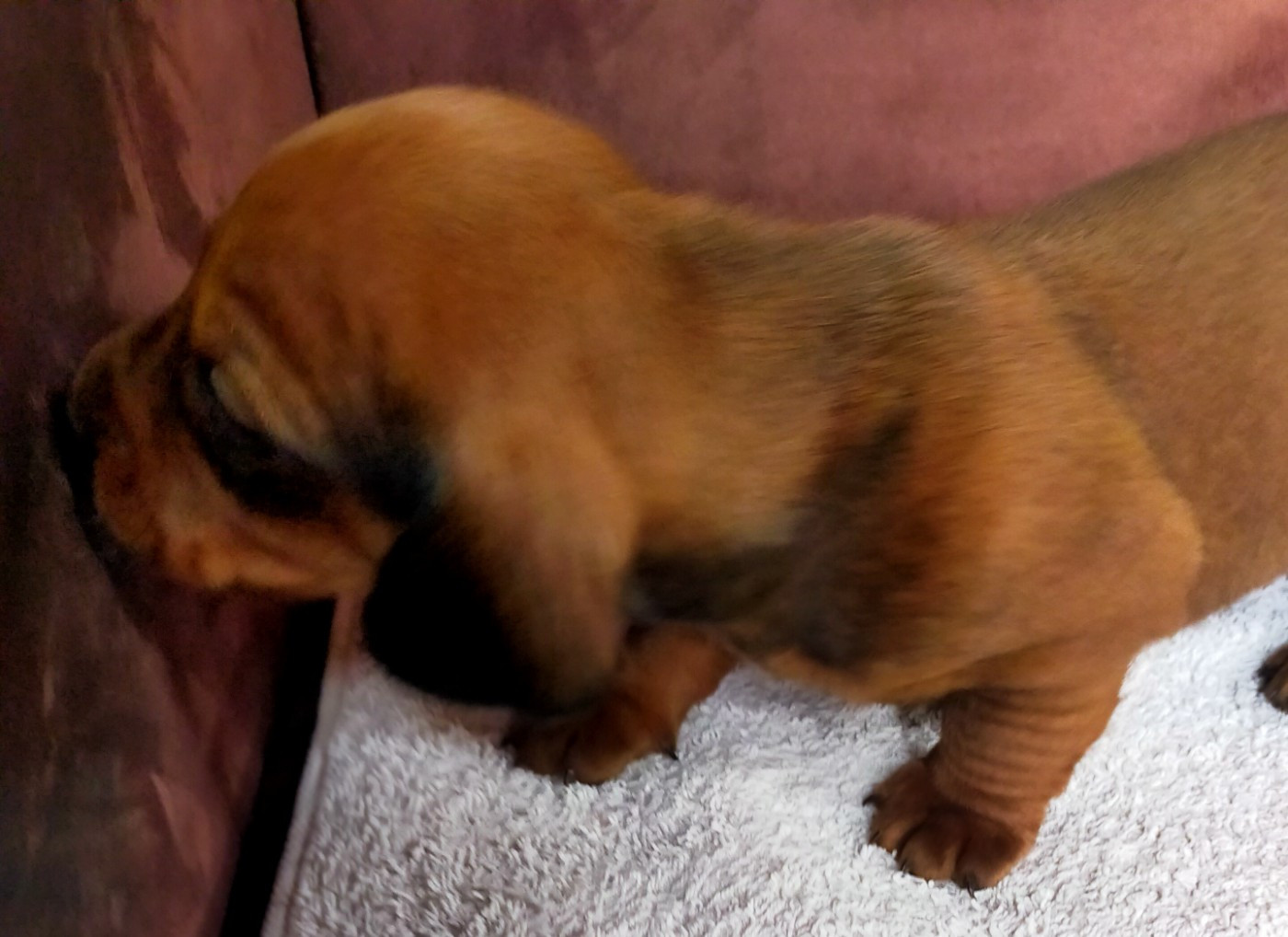 Des terres du doux lieu - Chiots disponibles - Teckel poil ras
