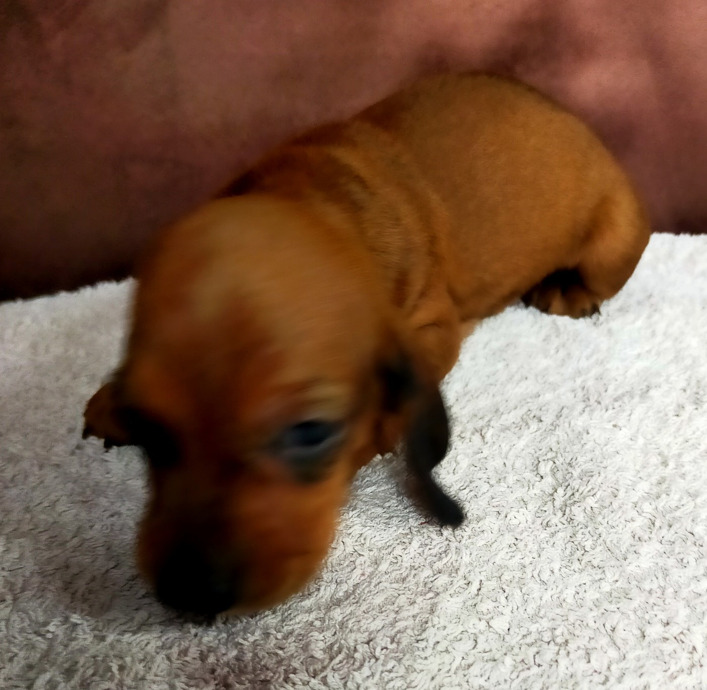 Des terres du doux lieu - Chiots disponibles - Teckel poil ras