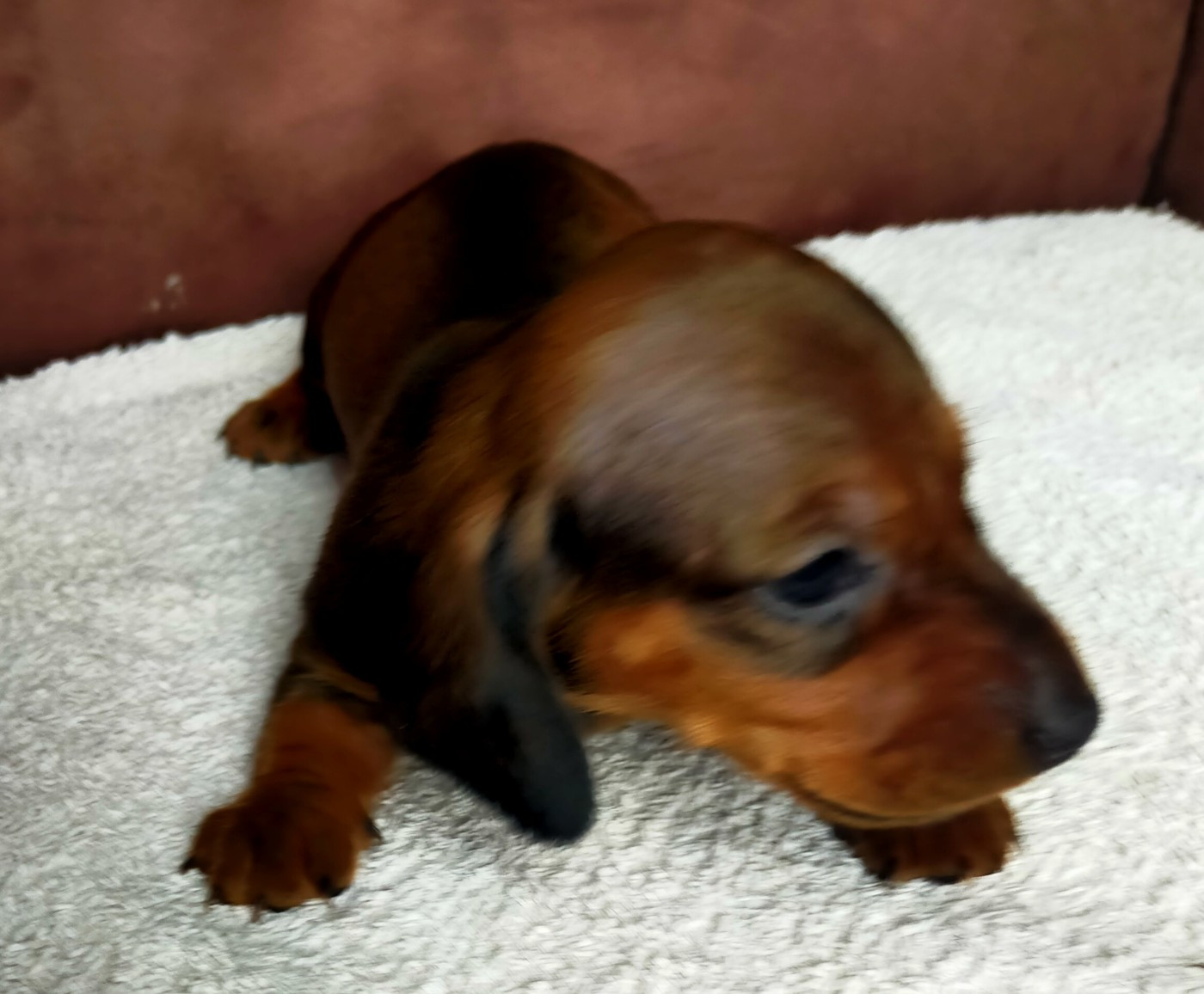 Des terres du doux lieu - Chiots disponibles - Teckel poil ras