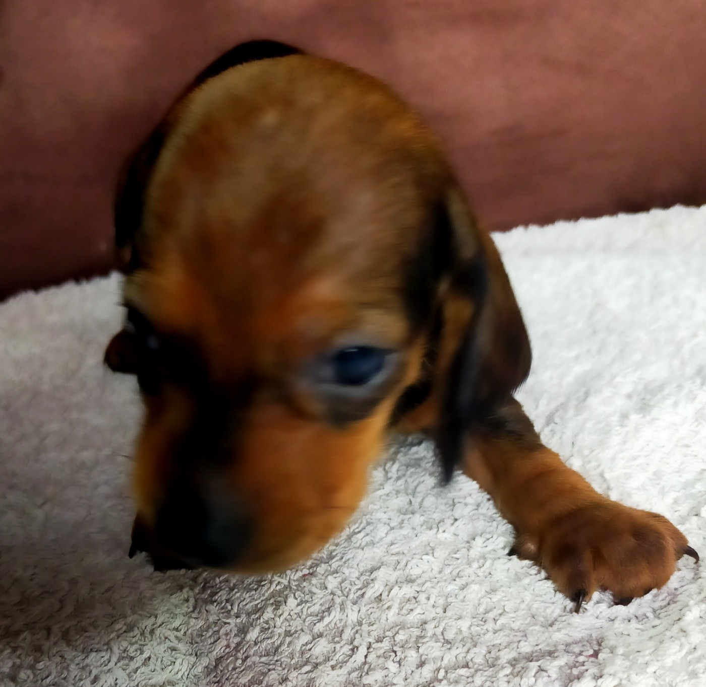 Des terres du doux lieu - Chiots disponibles - Teckel poil ras