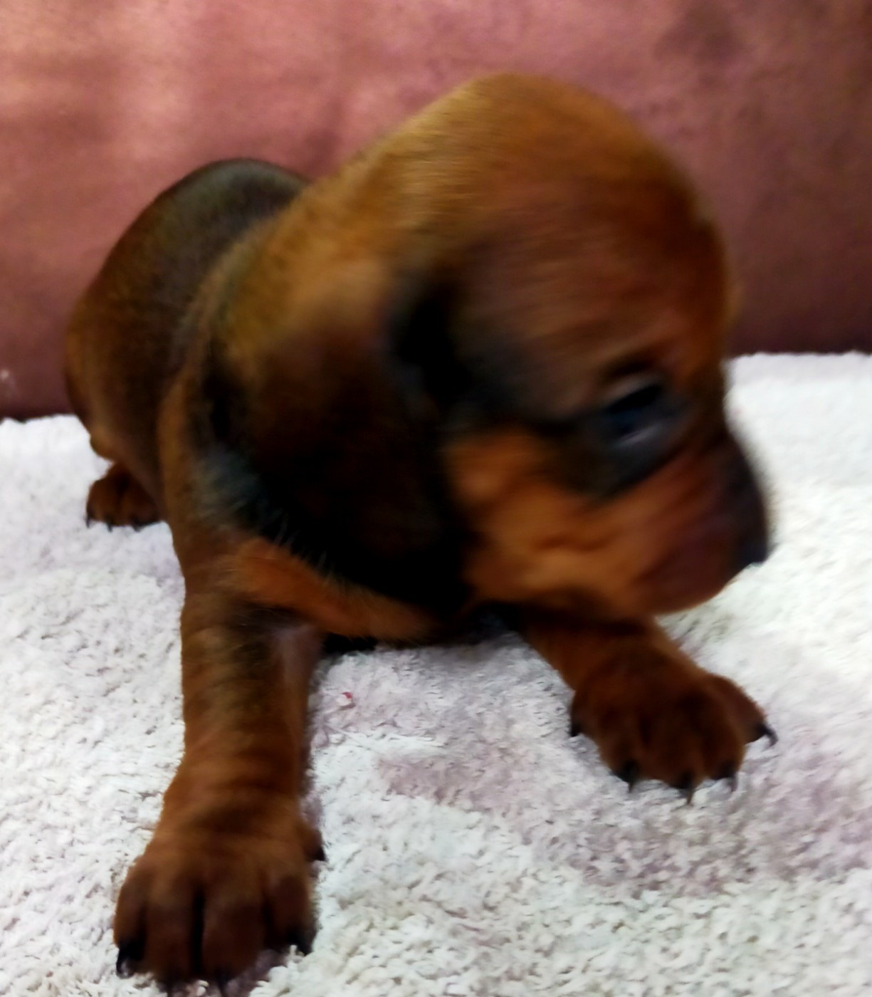 Des terres du doux lieu - Chiots disponibles - Teckel poil ras