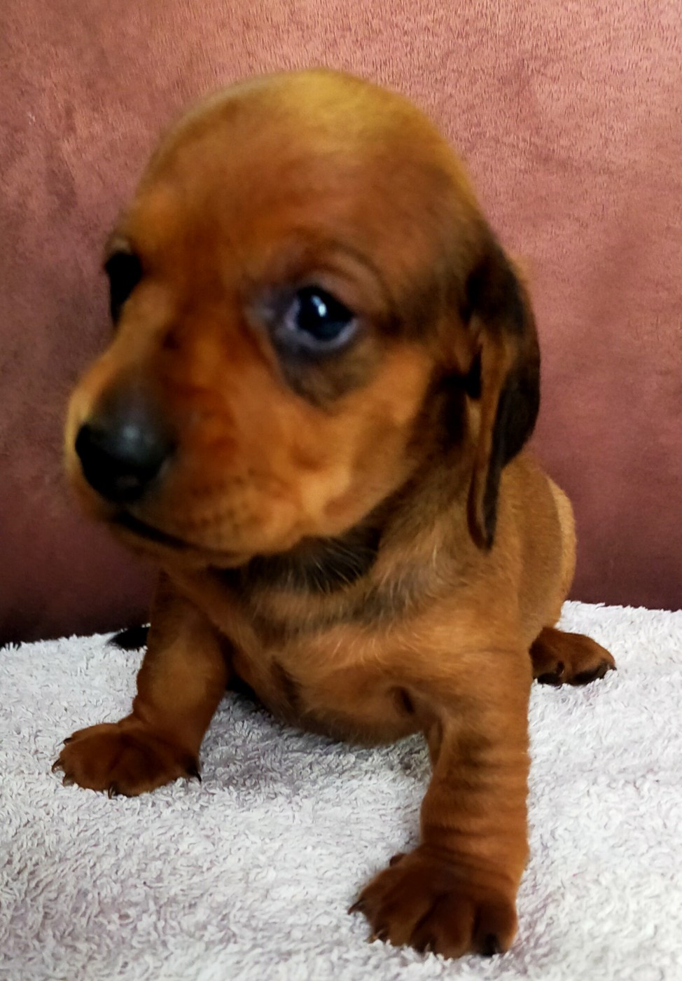 Des terres du doux lieu - Chiots disponibles - Teckel poil ras