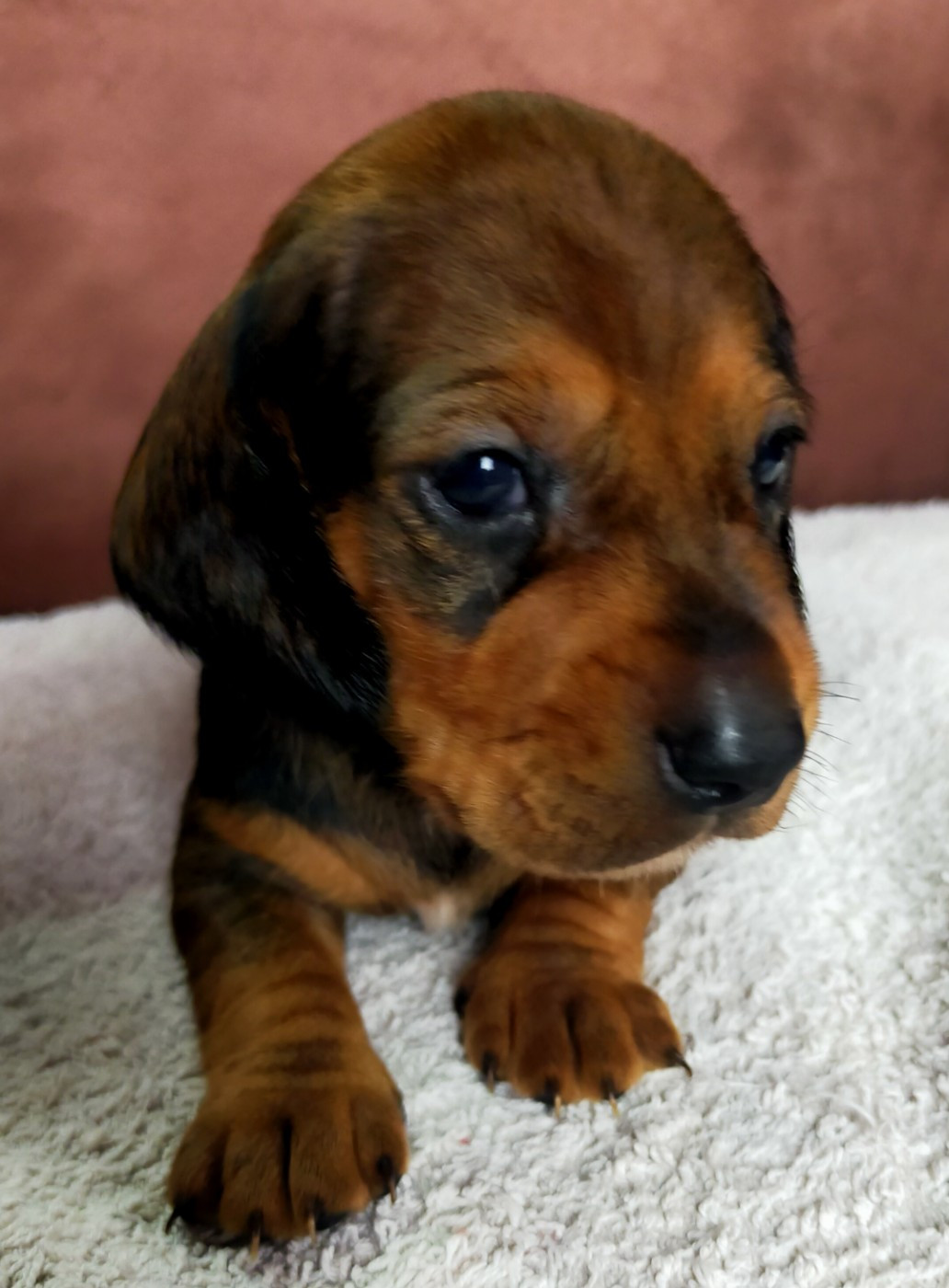 Des terres du doux lieu - Chiots disponibles - Teckel poil ras