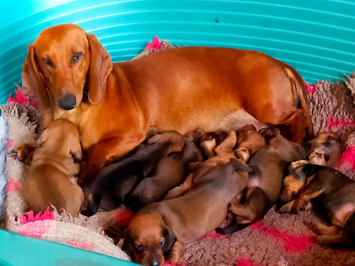 Chiot Teckel poil ras Des terres du doux lieu