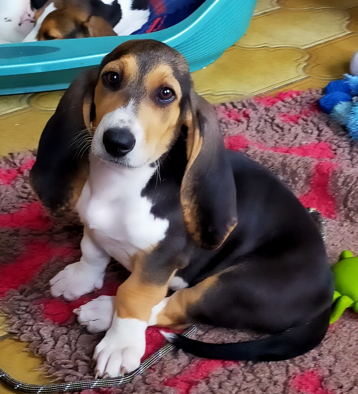 Des terres du doux lieu - Chiots disponibles - Basset Artesien Normand
