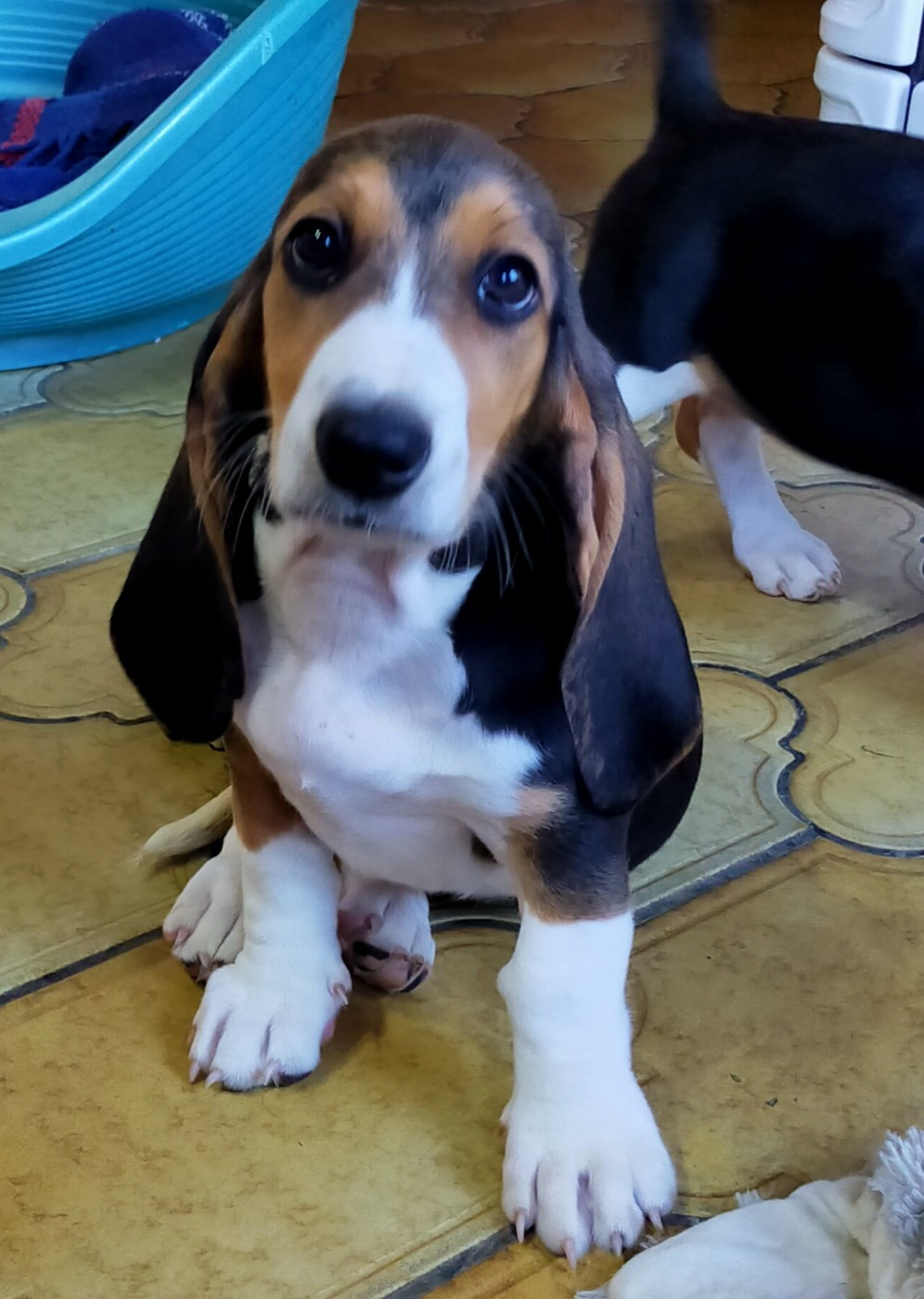 Des terres du doux lieu - Chiots disponibles - Basset Artesien Normand