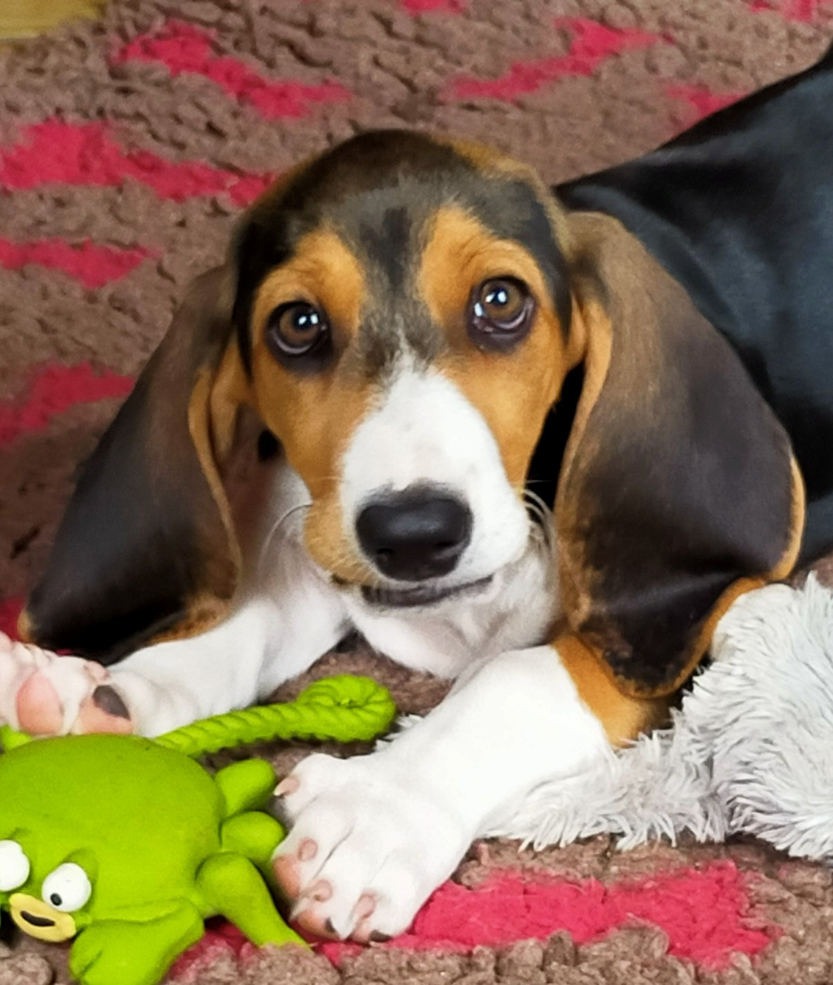 Des terres du doux lieu - Chiots disponibles - Basset Artesien Normand