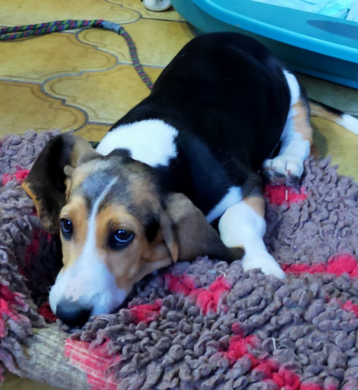 Des terres du doux lieu - Chiots disponibles - Basset Artesien Normand