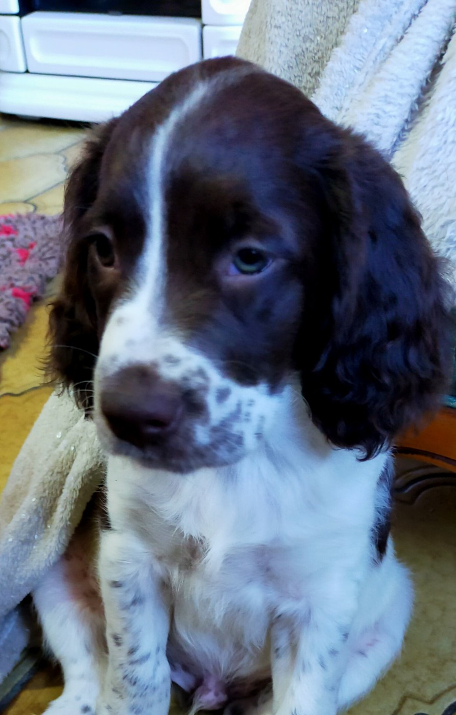 Des terres du doux lieu - Chiots disponibles - Epagneul Français