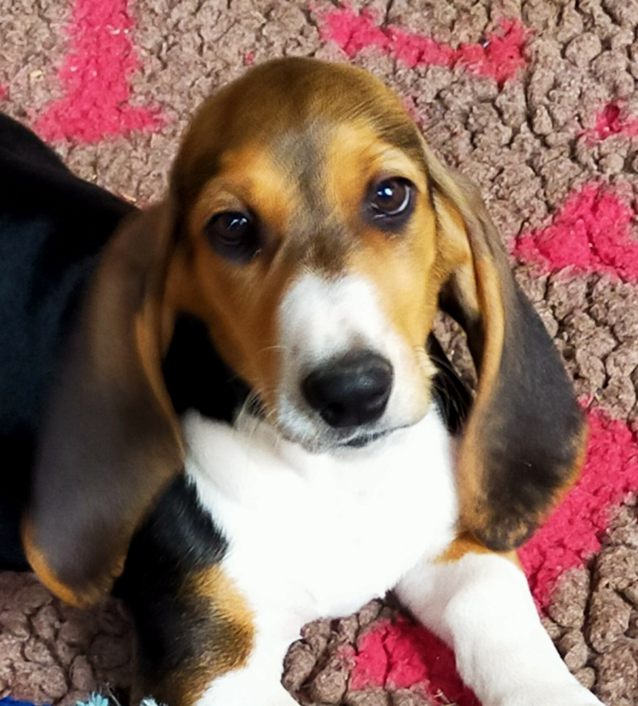 Des terres du doux lieu - Chiots disponibles - Basset Artesien Normand
