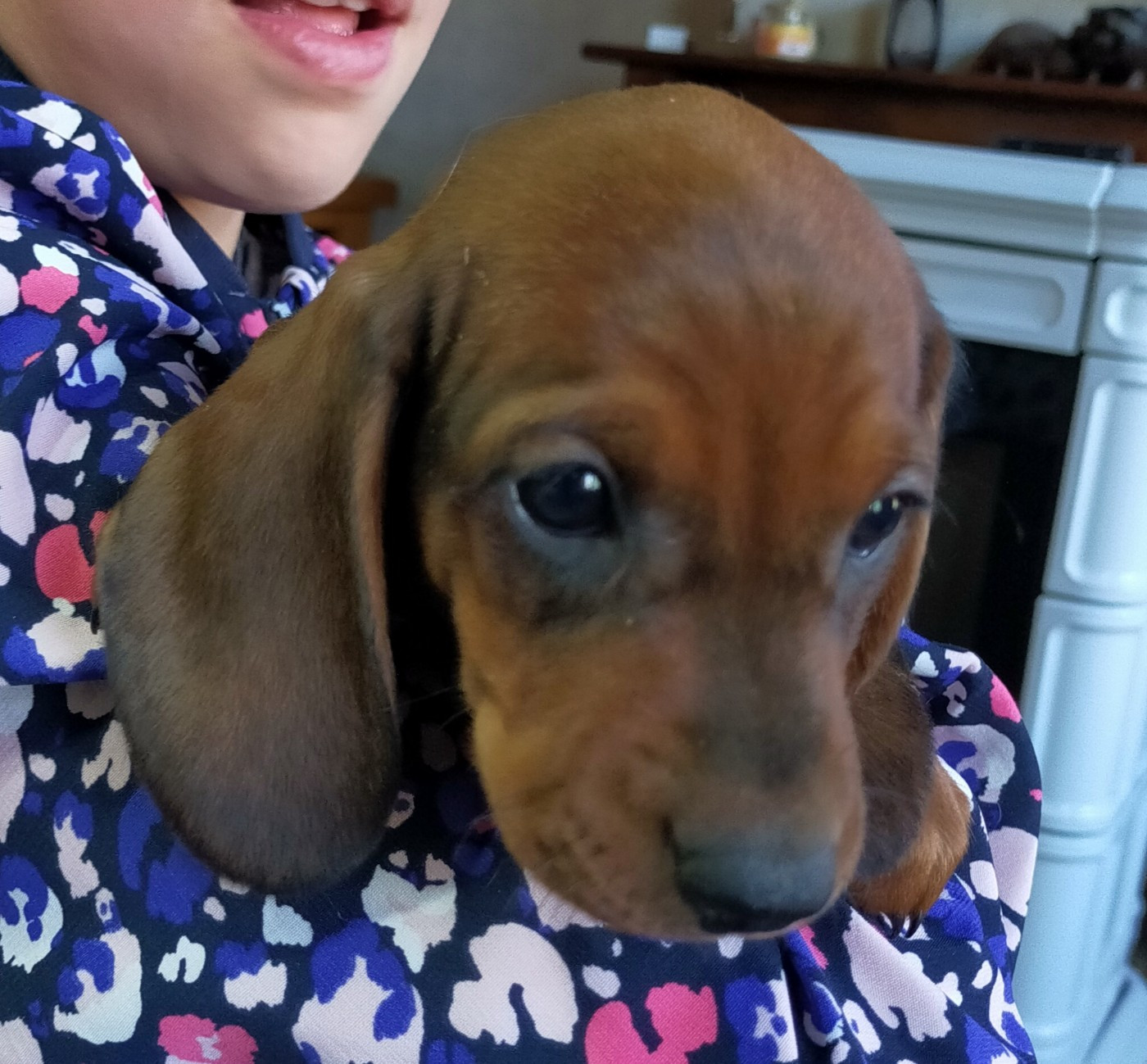 Des terres du doux lieu - Chiots disponibles - Teckel poil ras