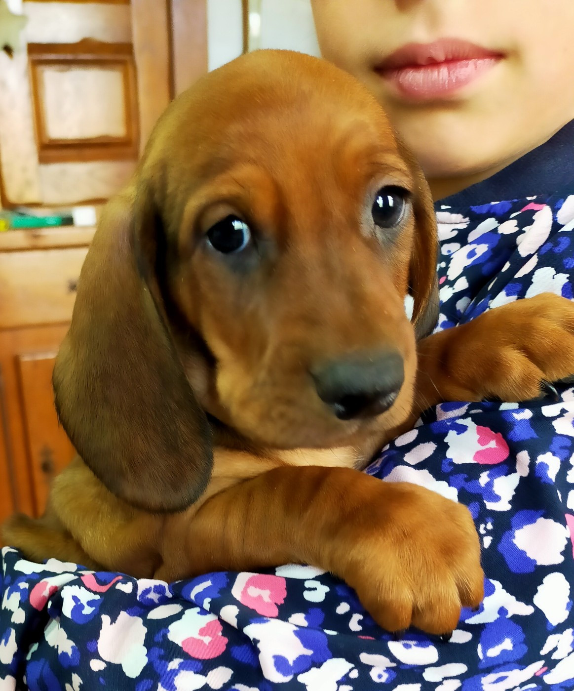 Des terres du doux lieu - Chiots disponibles - Teckel poil ras