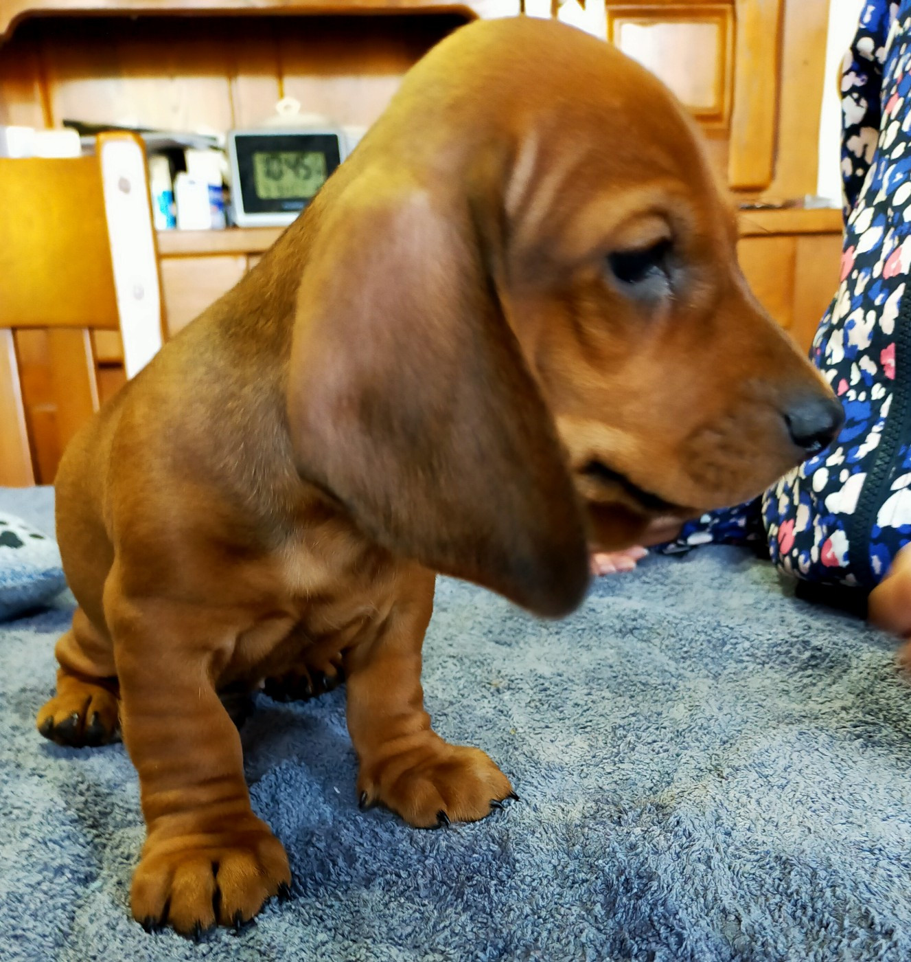 Des terres du doux lieu - Chiots disponibles - Teckel poil ras