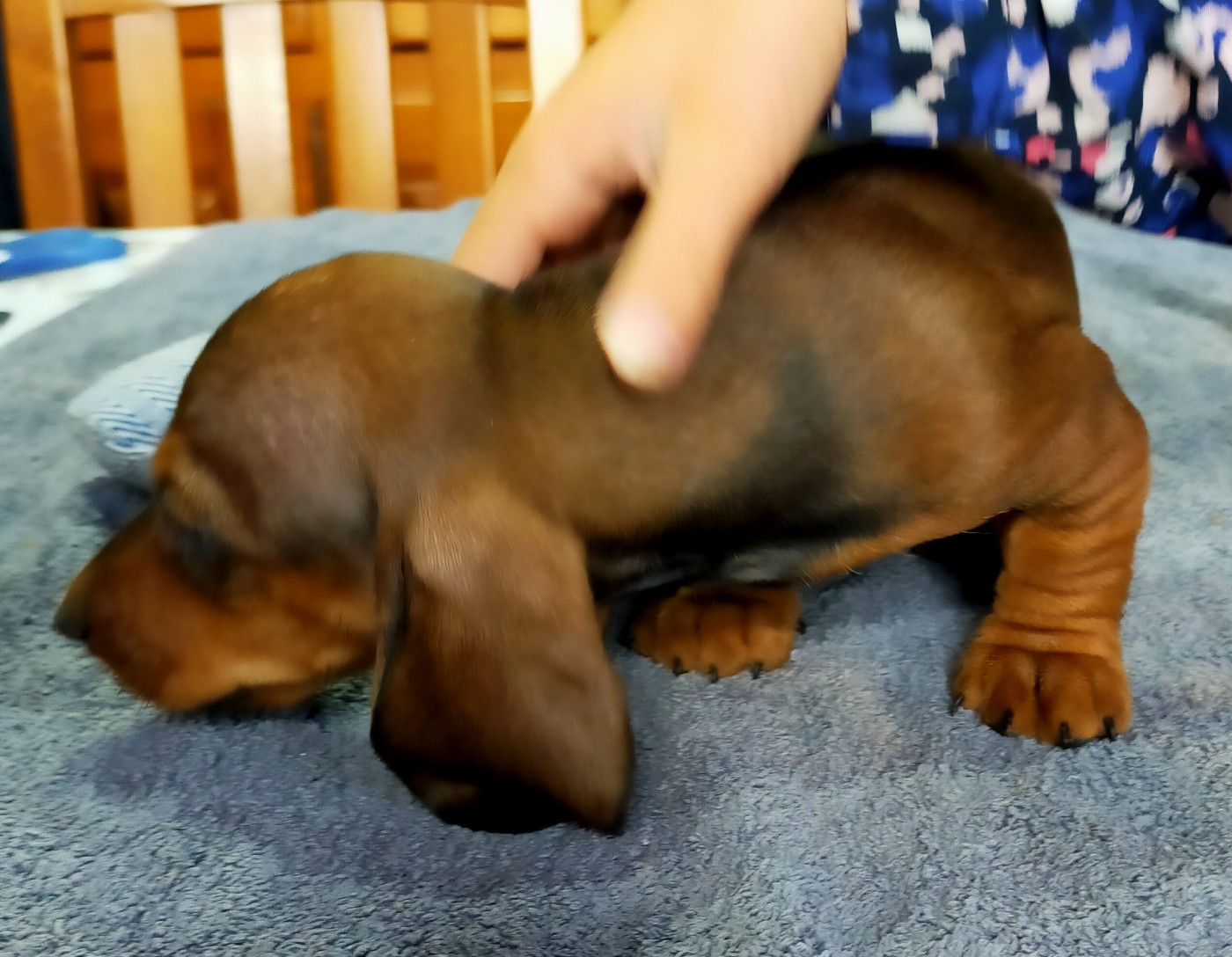 Des terres du doux lieu - Chiots disponibles - Teckel poil ras