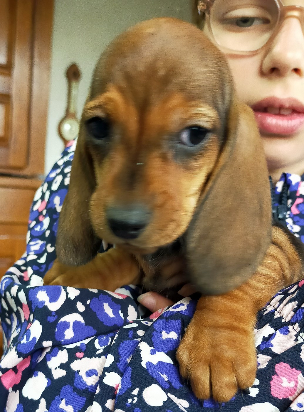 Des terres du doux lieu - Chiots disponibles - Teckel poil ras