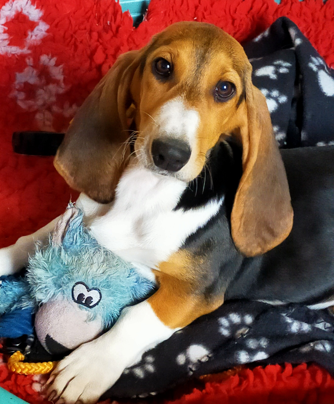 Des terres du doux lieu - Chiots disponibles - Basset Artesien Normand