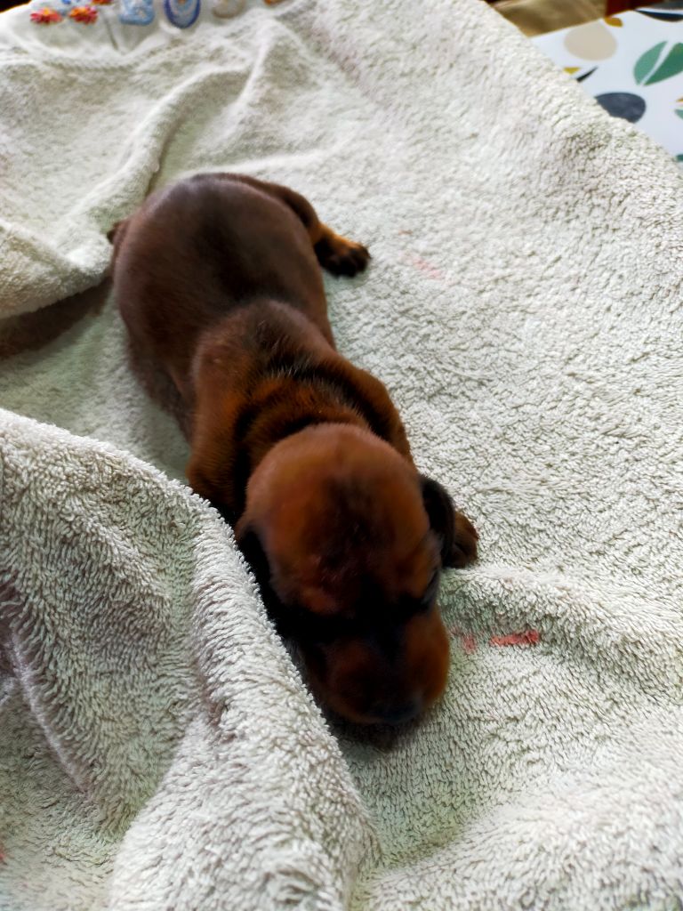 Des terres du doux lieu - Chiots disponibles - Teckel poil ras