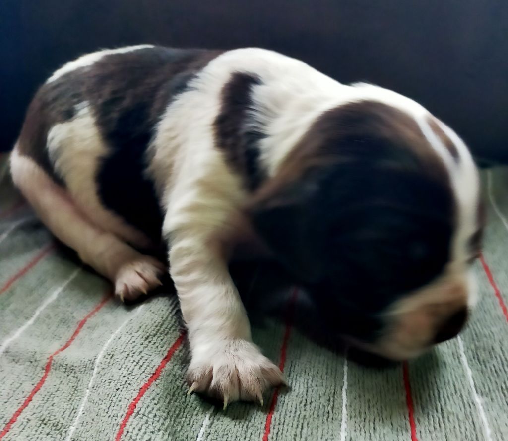 Des terres du doux lieu - Chiots disponibles - Epagneul Français