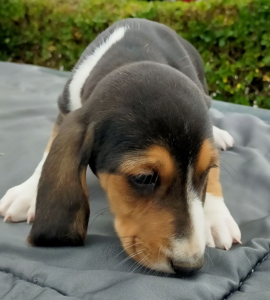 Des terres du doux lieu - Chiots disponibles - Basset Artesien Normand