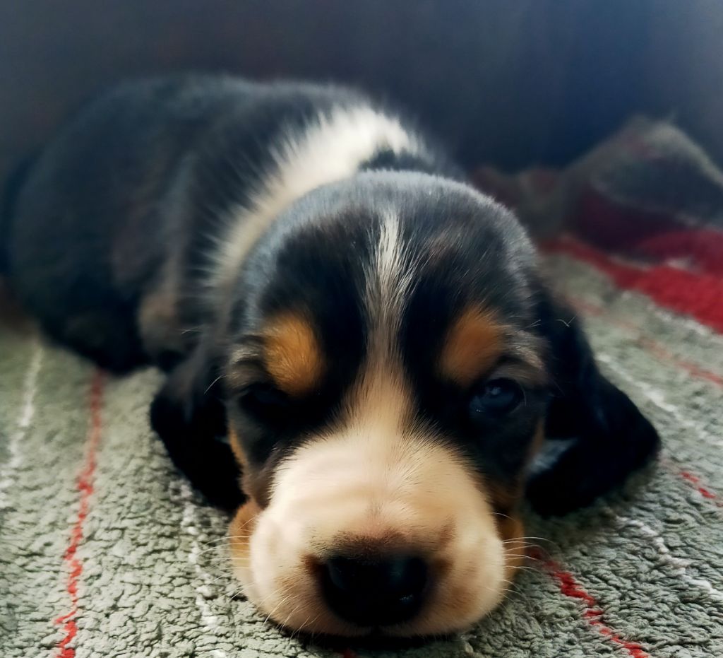 Des terres du doux lieu - Chiots disponibles - Basset Artesien Normand