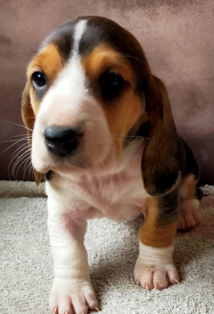 Des terres du doux lieu - Chiots disponibles - Basset Artesien Normand