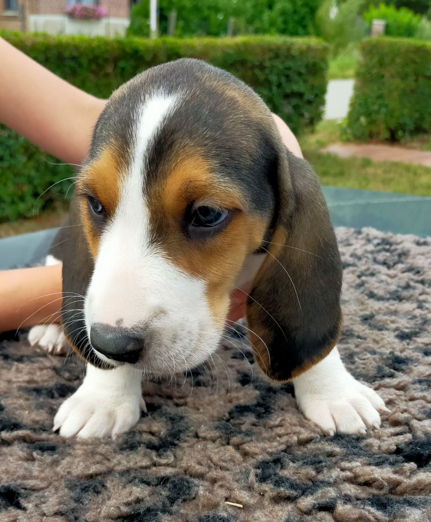 Des terres du doux lieu - Chiots disponibles - Basset Artesien Normand