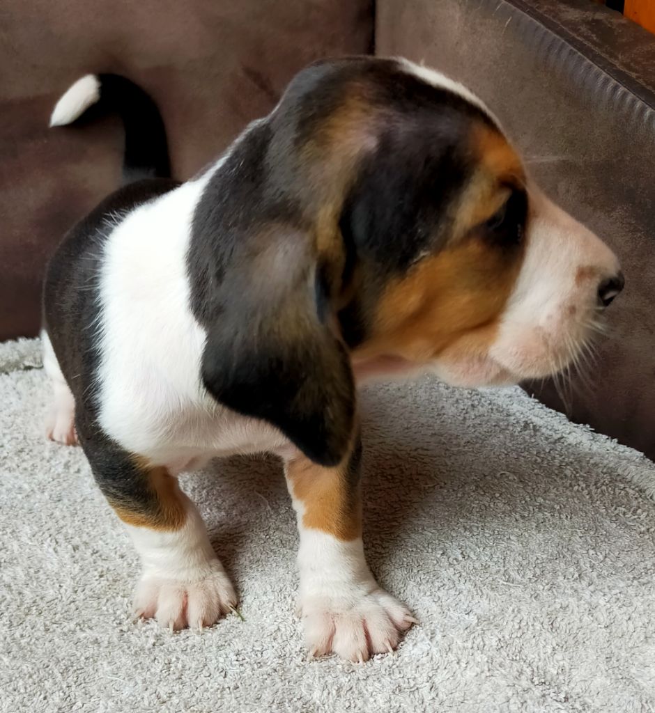 Des terres du doux lieu - Chiots disponibles - Basset Artesien Normand