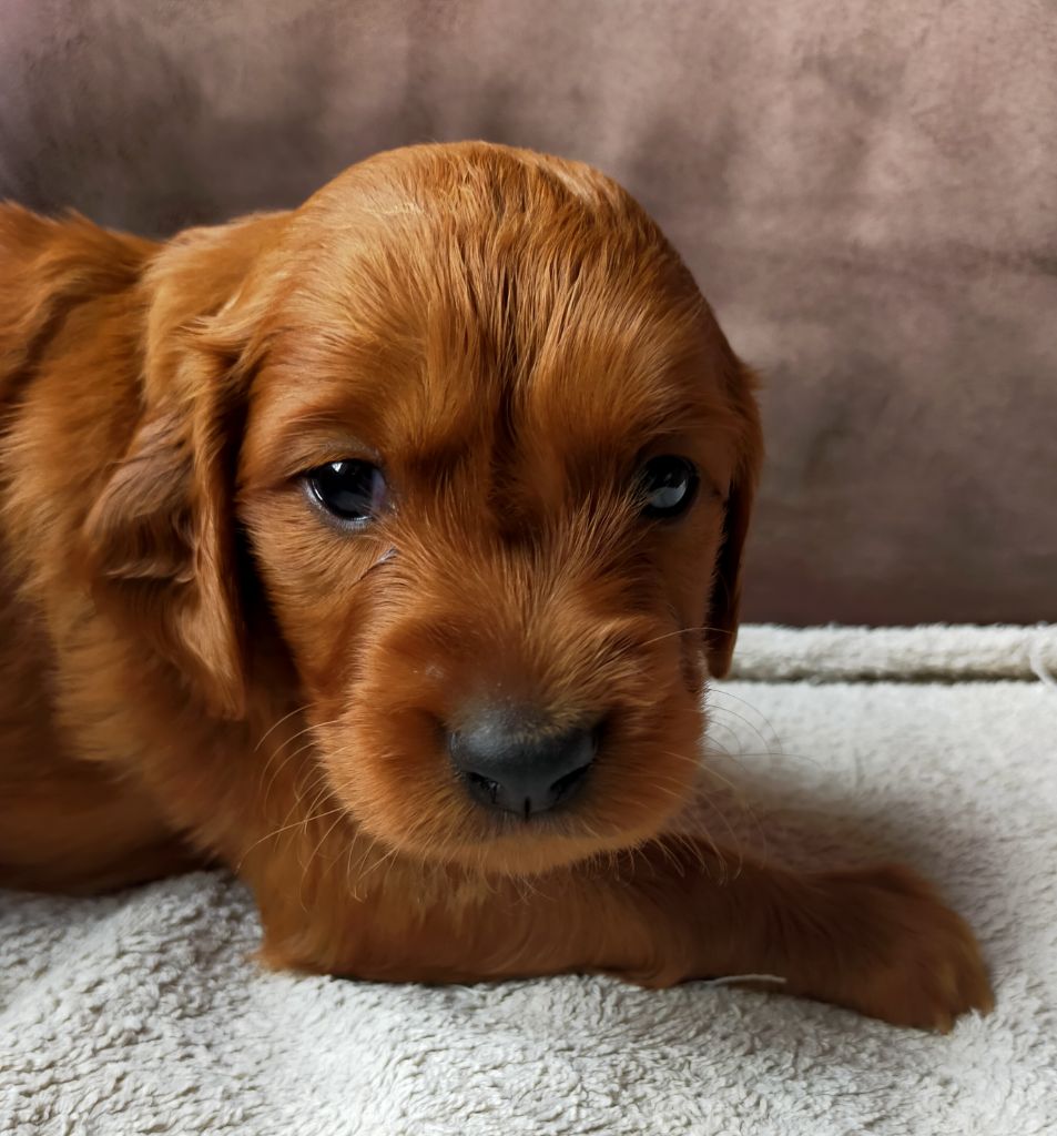 Des terres du doux lieu - Chiots disponibles - Setter irlandais rouge